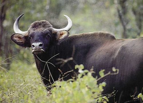 Indian_Bison